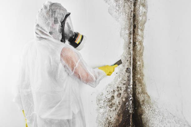 Mold Odor Removal Services in Konawa, OK